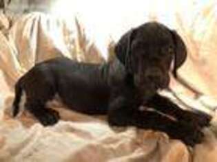Great Dane Puppy for sale in Arcanum, OH, USA