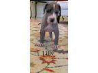 Great Dane Puppy for sale in Brownsville, TX, USA