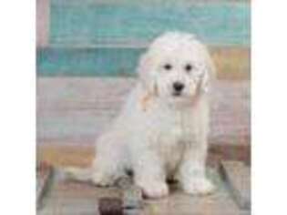 Goldendoodle Puppy for sale in Sheridan, IN, USA