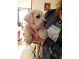 Labrador Retriever Puppy for sale in Eden, WI, USA