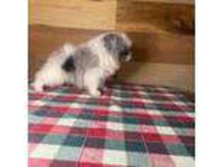 Pomeranian Puppy for sale in Momence, IL, USA