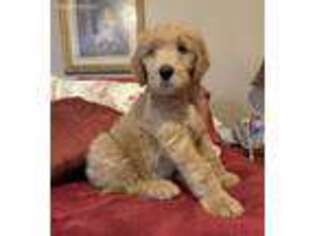 Goldendoodle Puppy for sale in Birmingham, AL, USA