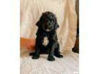 Mutt Puppy for sale in Albany, MO, USA