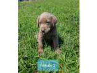 Labrador Retriever Puppy for sale in Seaford, DE, USA