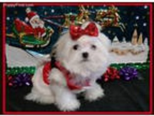 Maltese Puppy for sale in Woodstock, GA, USA