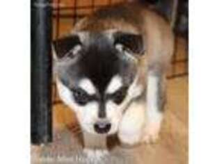 Alaskan Klee Kai Puppy for sale in Beaumont, CA, USA