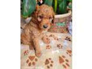Goldendoodle Puppy for sale in Pulaski, PA, USA
