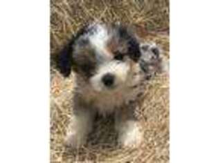 Mutt Puppy for sale in Albertville, AL, USA