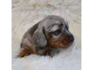 Dachshund Puppy for sale in Pleasant Hope, MO, USA