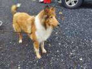 Collie Puppy for sale in Athol, MA, USA