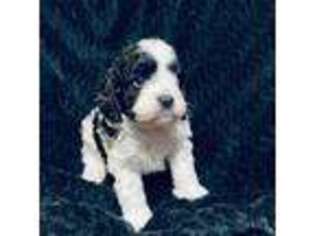 Cavapoo Puppy for sale in Saint Cloud, MN, USA