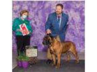 Bullmastiff Puppy for sale in Holly Springs, MS, USA