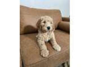 Goldendoodle Puppy for sale in Cave Creek, AZ, USA