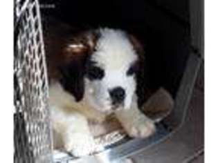Saint Bernard Puppy for sale in Bruno, MN, USA