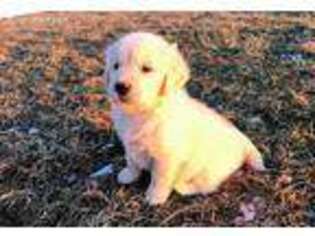 Mutt Puppy for sale in Audubon, IA, USA