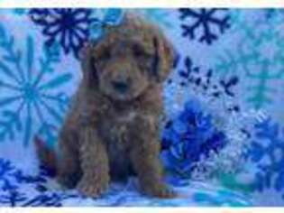 Goldendoodle Puppy for sale in Greensboro, NC, USA