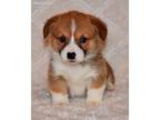Pembroke Welsh Corgi Puppy for sale in Arma, KS, USA