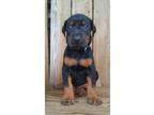 Doberman Pinscher Puppy for sale in Brilliant, AL, USA