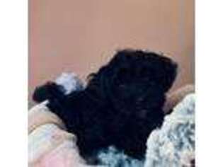 Mutt Puppy for sale in Malvern, AR, USA