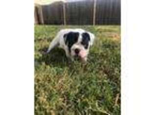 Olde English Bulldogge Puppy for sale in Dallas, TX, USA