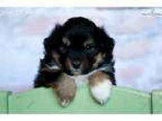 Miniature Australian Shepherd Puppy for sale in Salt Lake City, UT, USA