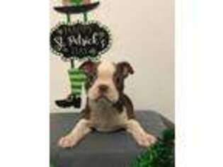 Boston Terrier Puppy for sale in Belen, NM, USA