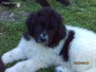 Newfoundland Puppy for sale in Smyrna, NY, USA