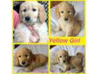 Goldendoodle Puppy for sale in Galesburg, IL, USA