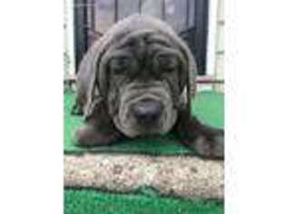 Neapolitan Mastiff Puppy for sale in Toledo, OH, USA