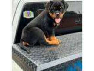 Rottweiler Puppy for sale in Florence, SC, USA