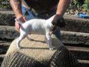 German Shorthaired Pointer Puppy for sale in Kellogg, IA, USA