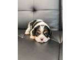 Cavalier King Charles Spaniel Puppy for sale in Taylorsville, NC, USA