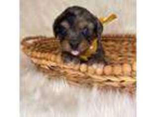 Mutt Puppy for sale in Fort White, FL, USA