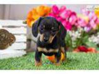 Dachshund Puppy for sale in Youngstown, OH, USA