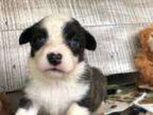 Cardigan Welsh Corgi Puppy for sale in Whitesboro, TX, USA