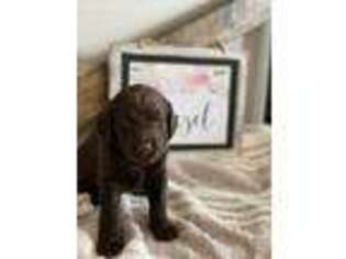 Labradoodle Puppy for sale in New Bern, NC, USA