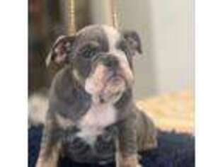 Bulldog Puppy for sale in Orrum, NC, USA