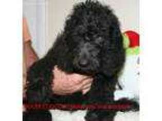 Mutt Puppy for sale in Flemington, NJ, USA