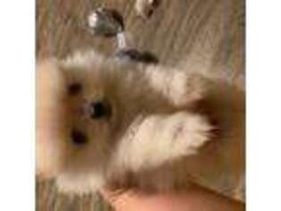 Pomeranian Puppy for sale in Louisa, VA, USA