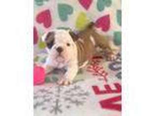 Bulldog Puppy for sale in Charleston, SC, USA