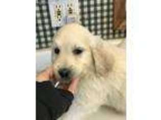 Goldendoodle Puppy for sale in Fortuna, MO, USA