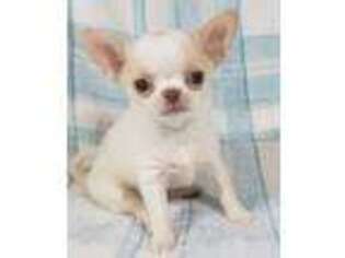 Chihuahua Puppy for sale in Hanover, MI, USA
