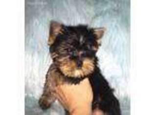 Yorkshire Terrier Puppy for sale in Suwanee, GA, USA