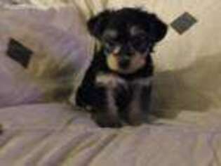 Yorkshire Terrier Puppy for sale in Marion, WI, USA
