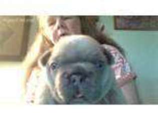 French Bulldog Puppy for sale in Stoutsville, MO, USA
