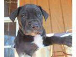 Great Dane Puppy for sale in Lewiston, NE, USA