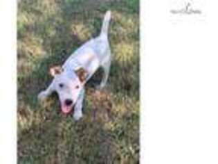 Jack Russell Terrier Puppy for sale in Fort Worth, TX, USA