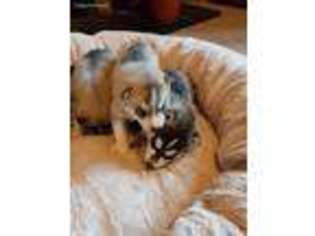 Siberian Husky Puppy for sale in Powder Springs, GA, USA