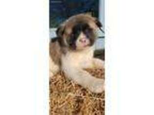 Akita Puppy for sale in Kingman, AZ, USA