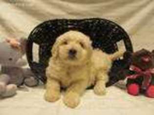 Goldendoodle Puppy for sale in Grandview, WA, USA